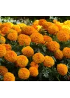 Kadife Çiçeği (Marigold Büyük Çiçek) Turuncu Renkli - 10 Tohum