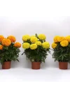 Kadife Çiçeği (Marigold Büyük Çiçek) Turuncu Renkli - 10 Tohum