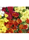 Karışık Mimulus Misk Çiçeği F1 Tohumu (30 Tohum)