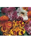 Karışık Mimulus Misk Çiçeği F1 Tohumu (30 Tohum)