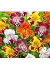 Karışık Mimulus Misk Çiçeği F1 Tohumu (30 Tohum)