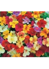 Karışık Mimulus Misk Çiçeği F1 Tohumu (30 Tohum)
