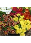 Karışık Mimulus Misk Çiçeği F1 Tohumu (30 Tohum)