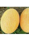 KAVUN ANANAS (ÇOKLU TOHUM) - 5 Gram