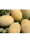 Kavun Ananas Tohumu - Aksel 10 gr
