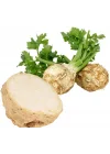 KEREVİZ (ÇOKLU TOHUM) - 3 Gram