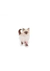 Kitten Kedi Maması, 10 Kg