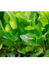 KUZUKULAĞI EKŞİ (ÇOKLU TOHUM) - 3 Gram