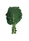 LAHANA KARADENİZ (ÇOKLU TOHUM) - 5 Gram