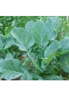 LAHANA KARADENİZ (ÇOKLU TOHUM) - 5 Gram
