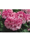 Lekeli Pembe Sardunya (10 Tohum)