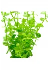 Lindernia Rotundifolia In Vitro Canlı Bitki