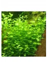 Lindernia Rotundifolia In Vitro Canlı Bitki