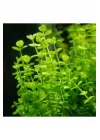 Lindernia Rotundifolia In Vitro Canlı Bitki