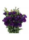 Lisianthus (Lale Gül) Advantage Serisi - MOR (5 Tohum)