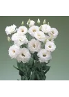 Lisianthus (Lale Gül) BÜYܠSerisi - BEYAZ (5 Tohum)