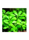 Lobelia Cardinalis Saksı Canlı Bitki