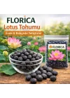 Lotus Çiçeği Tohumu 6 Adet – Nilüfer Çiçeği Tohumu Nadir Kutsal Lotus (6)
