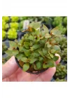 Ludwigia Mini Super Red Saksı Canlı Bitki