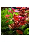 Ludwigia Mini Super Red Saksı Canlı Bitki
