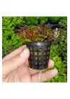 Ludwigia Mini Super Red Saksı Canlı Bitki