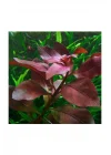 Ludwigia Repens Rubin Saksı- Canlı Bitki
