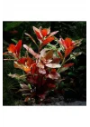 Ludwigia Repens Rubin Saksı- Canlı Bitki