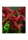 Ludwigia Repens Rubin Saksı- Canlı Bitki