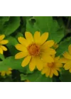 Madalyon Çiçeği Tohumu (Çok çiçeklenen) Sarı Renkli - 5 Tohum