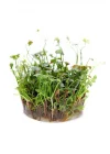 Marsilea Hirsuta In Vitro Canlı Bitki