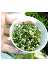 Marsilea Hirsuta In Vitro Canlı Bitki