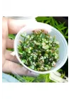 Marsilea Hirsuta In Vitro Canlı Bitki