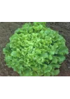 Marul Arapsaçı Tohumu - Aksel 10 gr