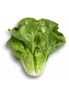 MARUL YEDİKULE (ÇOKLU TOHUM) - 5 Gram