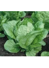 MARUL YEDİKULE (ÇOKLU TOHUM) - 5 Gram