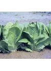 MARUL YEDİKULE (ÇOKLU TOHUM) - 5 Gram