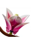 Mey İthalat® 11510  Botanicals Manolya Dalları+18 yaş
