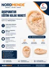 Mey İthalat®  Akupunktur Eğitim Kulak Maketi Auriküloterapi Nokta Gösterim Anatomik Eğitim Modeli