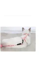 Mey İthalat® Kedi Gezdirme Göğüs Tasması
