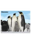 Mey İthalat®  Prime 3D - Penguen Pelüş ve Selfie 48 Parça Puzzle 15809