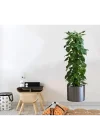 Mey İthalat® Saksılı Bitki Tasarımlı Yapışkanlı Sticker Resim 90*30 cm MC-665