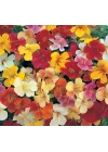Mimulus Çiçeği Tohumu (Çok Çiçekli Bodur) Karışık Renkli - 15 Tohum