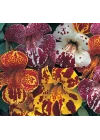 Mimulus Çiçeği Tohumu (Çok Çiçekli Bodur) Karışık Renkli - 15 Tohum