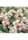 Mimulus Çiçeği Tohumu (Çok Çiçekli Bodur) Karışık Renkli - 15 Tohum