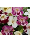 Mimulus Çiçeği Tohumu (Çok Çiçekli Bodur) Karışık Renkli - 15 Tohum