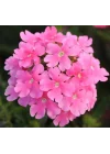 Mine Çiçeği (Sarkan Çok Dallanan) Pembe Renkli - 10 Tohum