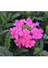 Mine Çiçeği (Sarkan Çok Dallanan) Pembe Renkli - 10 Tohum