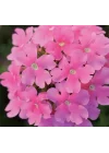Mine Çiçeği (Sarkan Çok Dallanan) Pembe Renkli - 10 Tohum