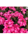 Mine Çiçeği (Sarkan Çok Dallanan) Pembe Renkli - 10 Tohum