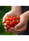 Mini Üzüm Cherry Domates Tohumu 10+ Tohum Saksı ve Balkon İçin